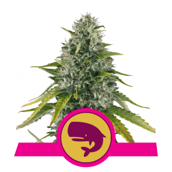 Royal Moby - Royal Queen Seeds 4