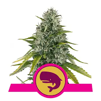 Royal Moby - Royal Queen Seeds 4