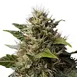 Royal Moby - Royal Queen Seeds Royal Moby - Royal Queen Seeds
