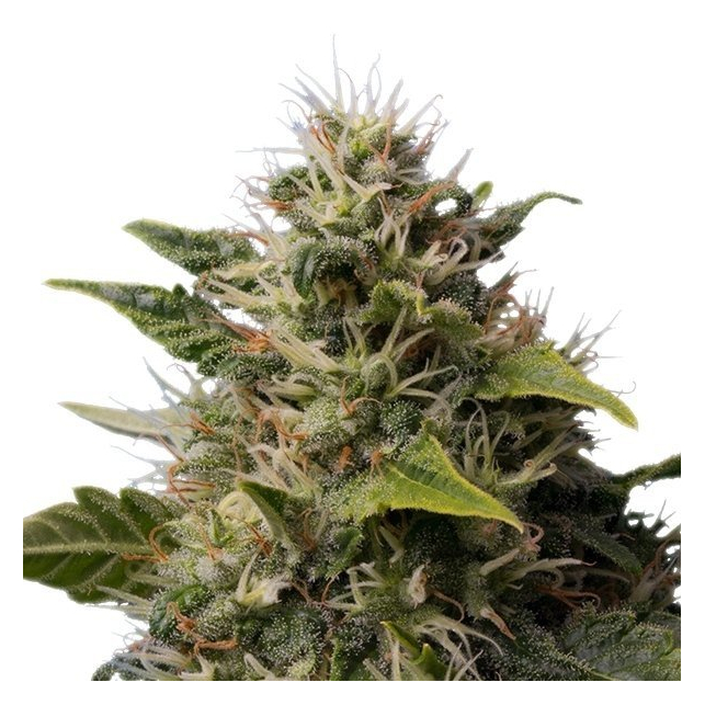 Royal Moby - Royal Queen Seeds 4