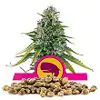 Royal Moby - Royal Queen Seeds 2