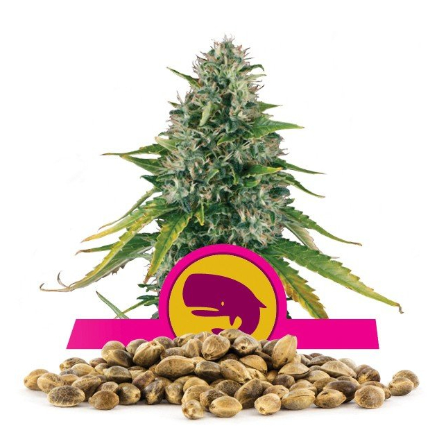 Royal Moby - Royal Queen Seeds 4