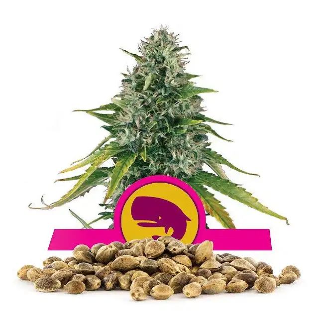 Royal Moby - Royal Queen Seeds 2