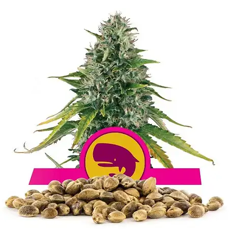Royal Moby - Royal Queen Seeds 2