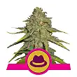 O.G. Kush Royal Queen - Royal Queen Seeds 5 O.G. Kush Royal Queen - Royal Queen Seeds 5