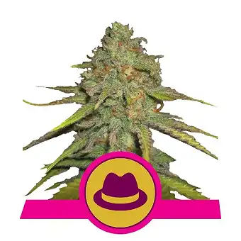 O.G. Kush Royal Queen - Royal Queen Seeds 5