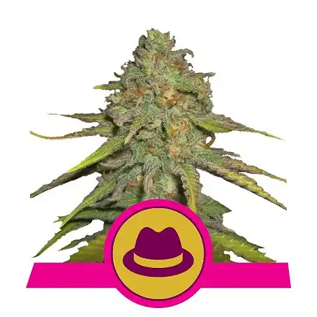 O.G. Kush Royal Queen - Royal Queen Seeds 5