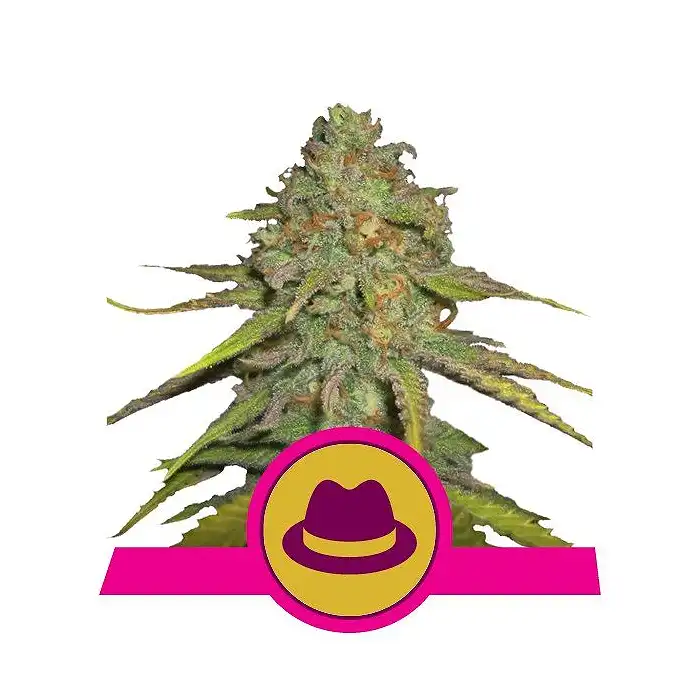 O.G. Kush Royal Queen - Royal Queen Seeds 5