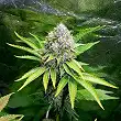 O.G. Kush Royal Queen - Royal Queen Seeds 2