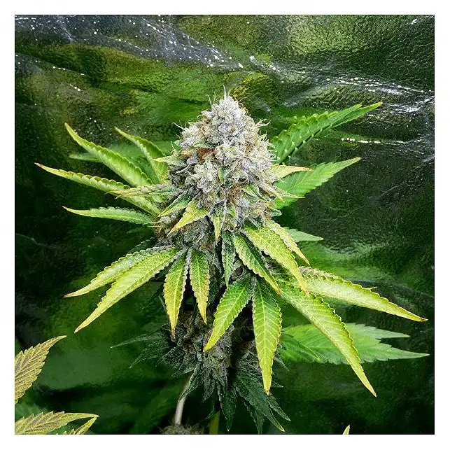 O.G. Kush Royal Queen - Royal Queen Seeds 2