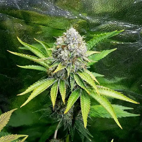O.G. Kush Royal Queen - Royal Queen Seeds 2