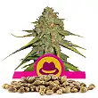 O.G. Kush Royal Queen - Royal Queen Seeds 3