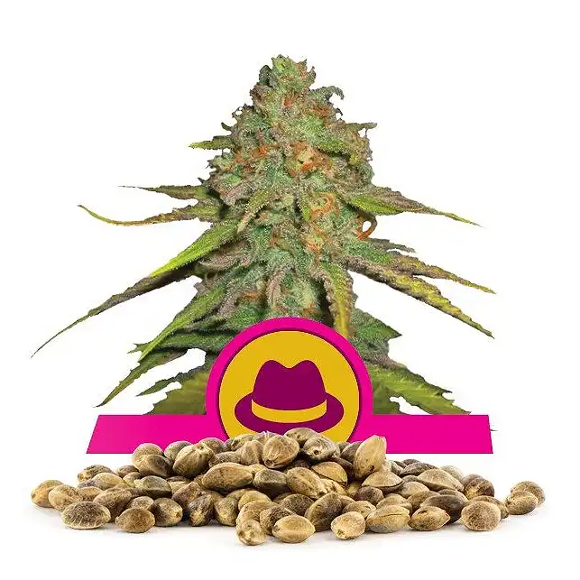 O.G. Kush Royal Queen - Royal Queen Seeds 3