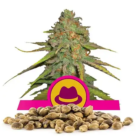 O.G. Kush Royal Queen - Royal Queen Seeds 3