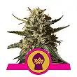 Bubblegum XL - Royal Queen Seeds 3