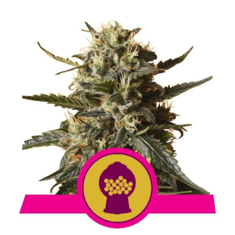 Bubblegum XL - Royal Queen Seeds 3