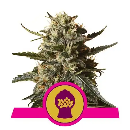 Bubblegum XL - Royal Queen Seeds 3