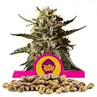 Bubblegum XL - Royal Queen Seeds 1 Bubblegum XL - Royal Queen Seeds 1