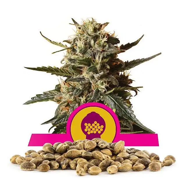 Bubblegum XL - Royal Queen Seeds 1