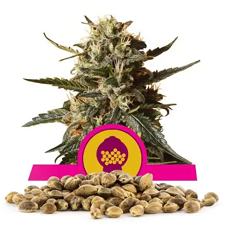 Bubblegum XL - Royal Queen Seeds 1