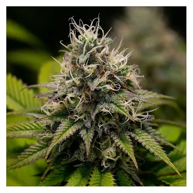 Kali Dog - Royal Queen Seeds 1