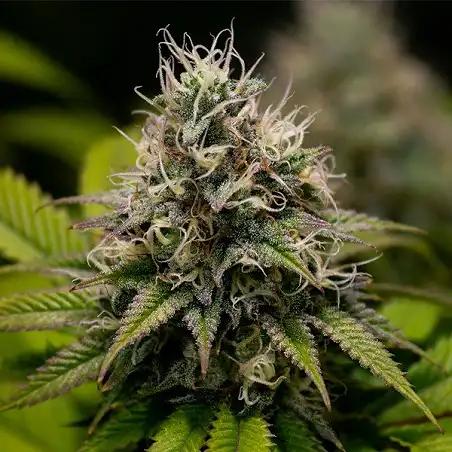 Kali Dog - Royal Queen Seeds 1