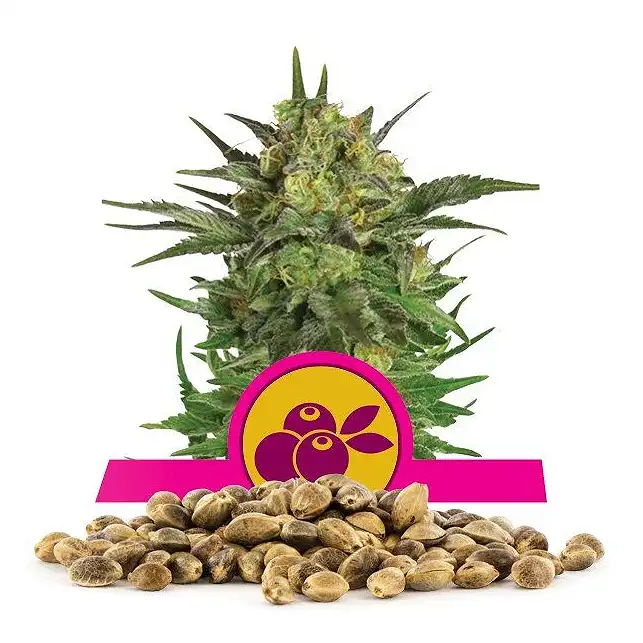 Haze Berry - Royal Queen Seeds 1