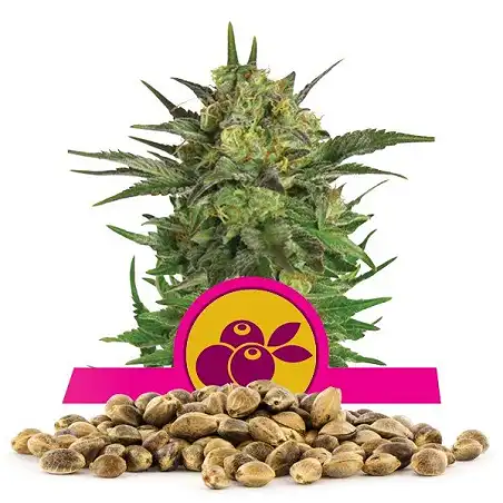 Haze Berry - Royal Queen Seeds 1