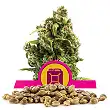 Sour Diesel - Royal Queen Seeds 2