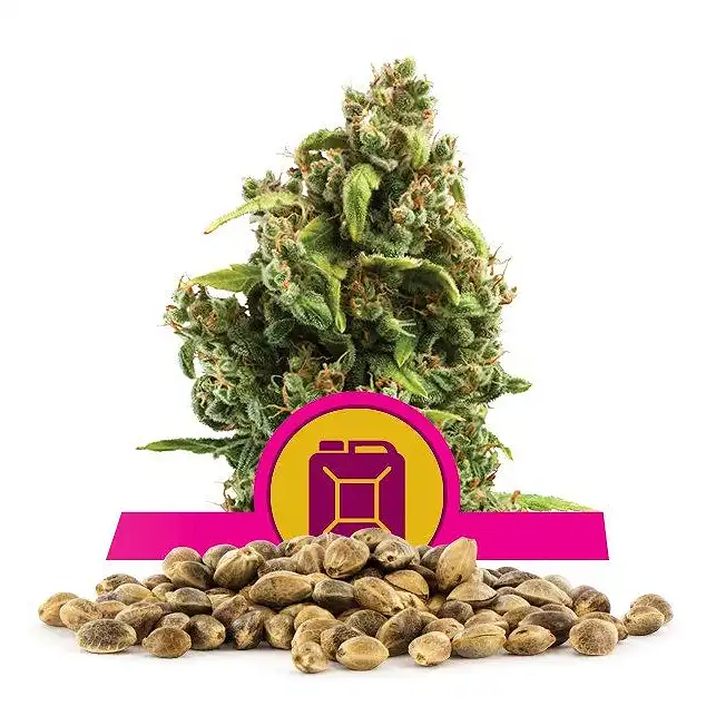 Sour Diesel - Royal Queen Seeds 2