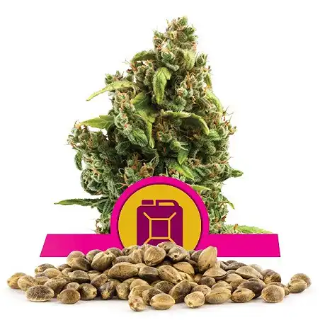 Sour Diesel - Royal Queen Seeds 2