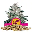 Honey Cream Fast Version - Royal Queen Seeds Honey Cream Fast Version - Royal Queen Seeds