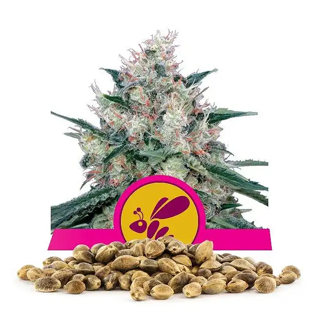 Honey Cream Fast Version - Royal Queen Seeds