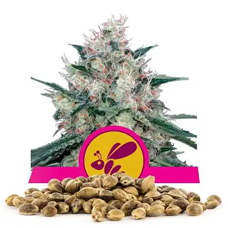 Honey Cream Fast Version - Royal Queen Seeds