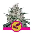 Honey Cream Fast Version - Royal Queen Seeds 3