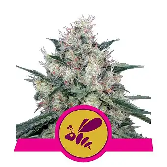 Honey Cream Fast Version - Royal Queen Seeds 3