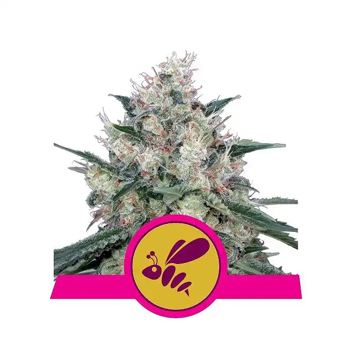 Honey Cream Fast Version - Royal Queen Seeds 3