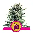 Blue Cheese - Royal Queen Seeds 3 Blue Cheese - Royal Queen Seeds 3