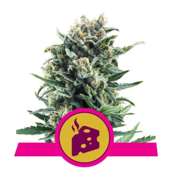 Blue Cheese - Royal Queen Seeds 3