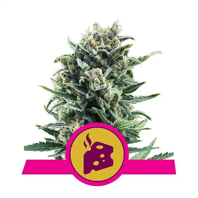 Blue Cheese - Royal Queen Seeds 3