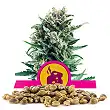 Blue Cheese - Royal Queen Seeds 1