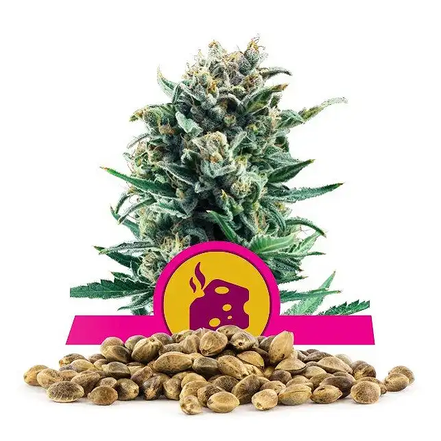 Blue Cheese - Royal Queen Seeds 1