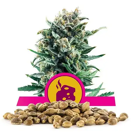 Blue Cheese - Royal Queen Seeds 1