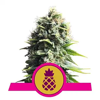 Pineapple Kush - Royal Queen Seeds 3