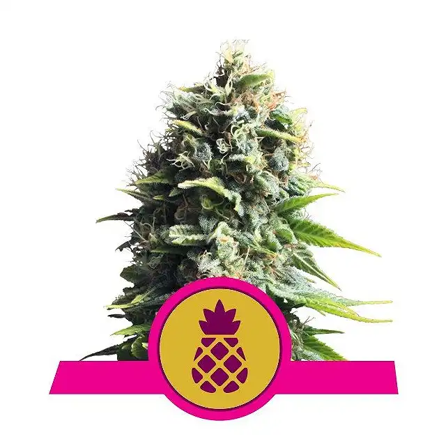 Pineapple Kush - Royal Queen Seeds 3