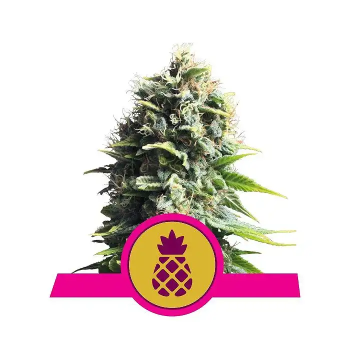 Pineapple Kush - Royal Queen Seeds 3