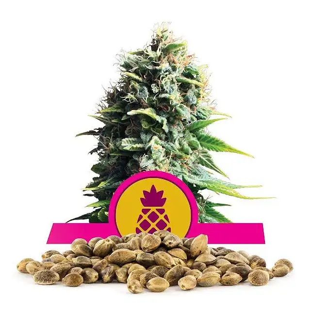 Pineapple Kush - Royal Queen Seeds 1