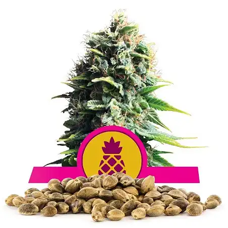 Pineapple Kush - Royal Queen Seeds 1