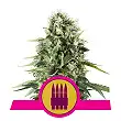 Royal AK - Royal Queen Seeds 5