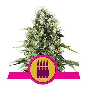 Royal AK - Royal Queen Seeds 5